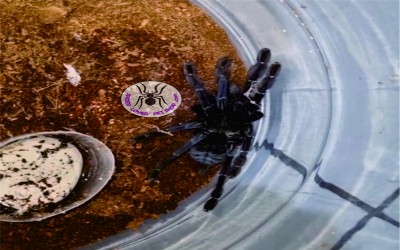 Lampropelma Carpenteri Female Tarantula
